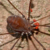 Harvestman (with parasitic red mites)
