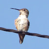 Allen's Hummingbird - Female