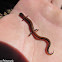 Red-back Salamander