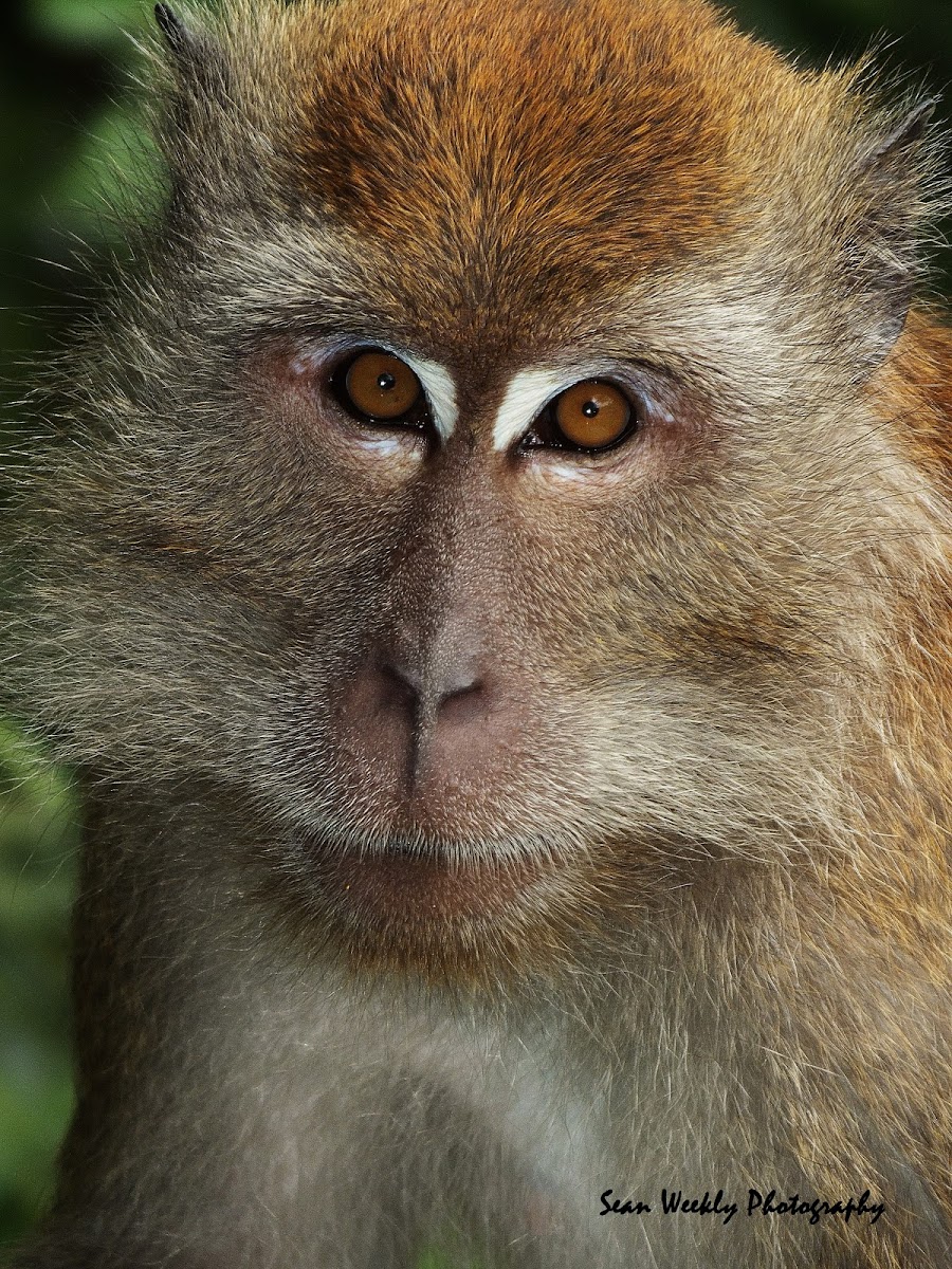 Crab Eating Macaque 