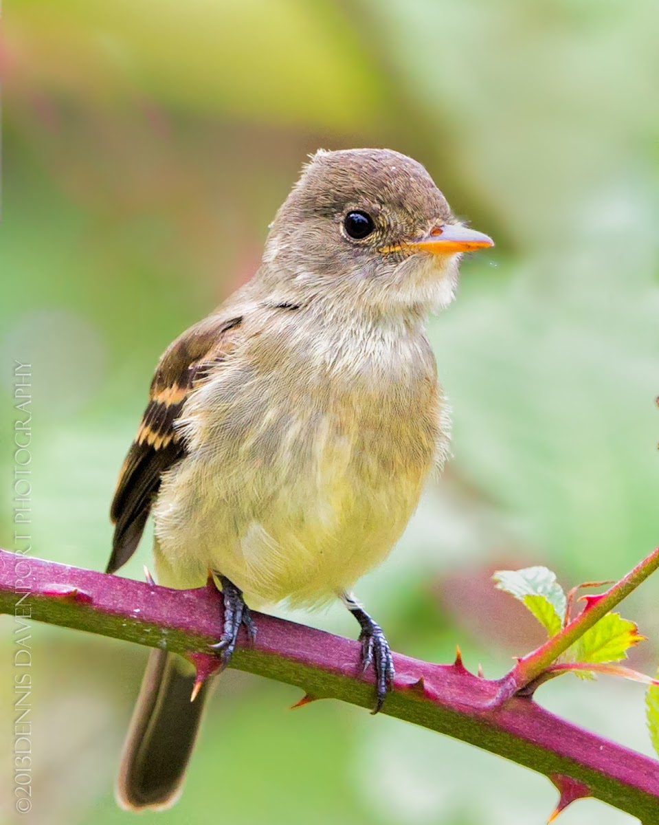 Willow Flycatcher