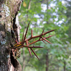 Honey Locust