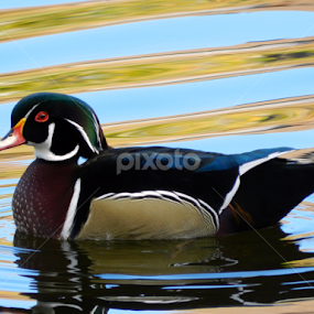 by Kerry  Milligan - Animals Birds