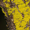 Mustard Powder lichen