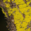Mustard Powder lichen