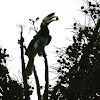 Kangkareng Perut Putih / Oriental Pied Hornbill (Anthracoceros albirostris)