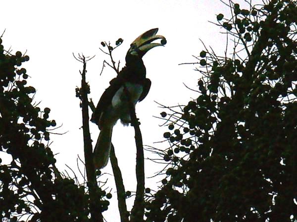 Kangkareng Perut Putih / Oriental Pied Hornbill (Anthracoceros albirostris)