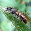 Formiga rainha (Queen ant)