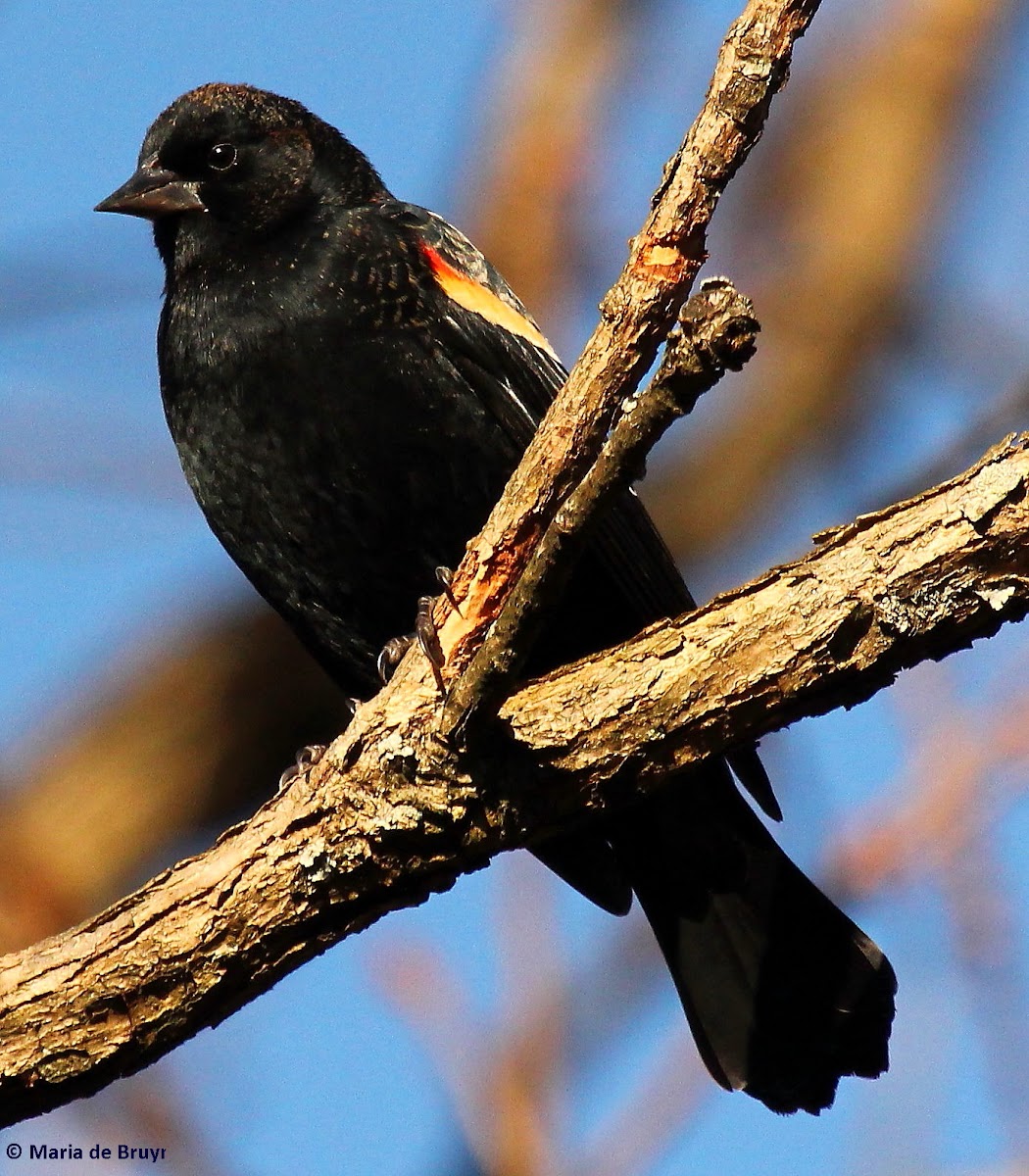 Red-winged blackbird, male