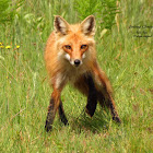 Red Fox