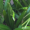 Green Anole Lizard 