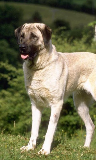 Anatolian Shepherd Wallpapers