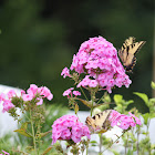 Eastern Tiger Swallowtail