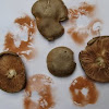 Fawn Mushroom (Pluteus cervinus) spore print [2 of 2]