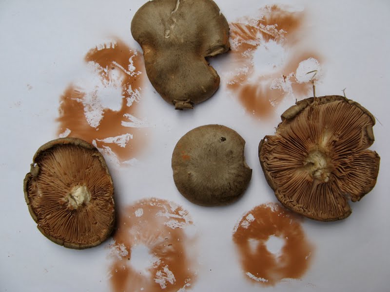 Fawn Mushroom (Pluteus cervinus) spore print [2 of 2]