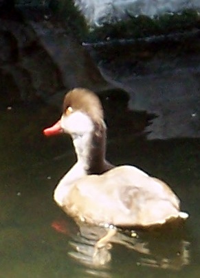 Crested Duck