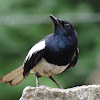 Magpie Robin