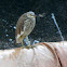 Chinese Pond Heron