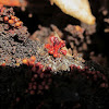 red wasp nest slime mold