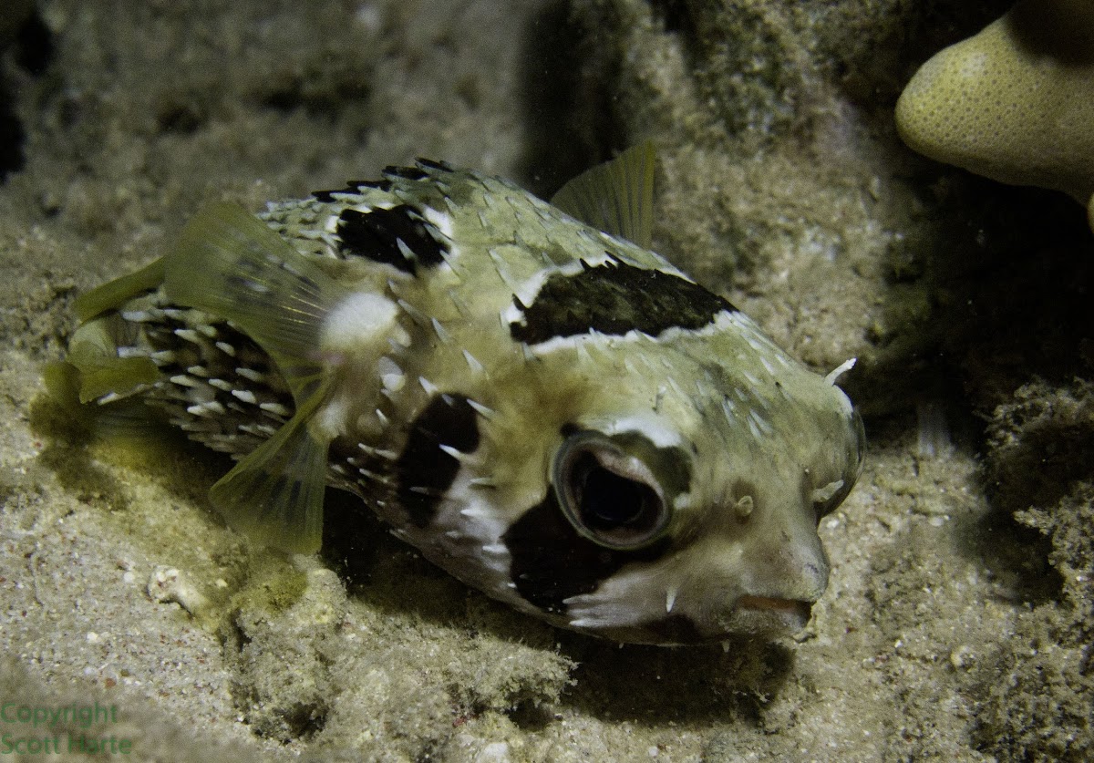 Black-blotched Porcupinefish