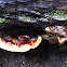 Red Banded Polypore 