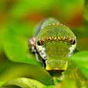 Lime butterfly catterpillar