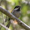 Chestnut-backed Chickadee