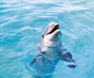 How to get Dolphin Live Wallpaper 1.3 mod apk for pc