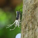 Reticulated Planthopper