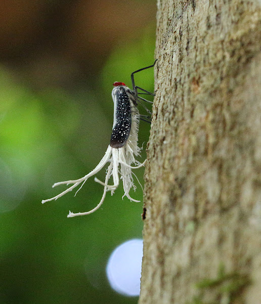 Reticulated Planthopper | Project Noah