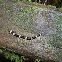 Hammerhead flatworm