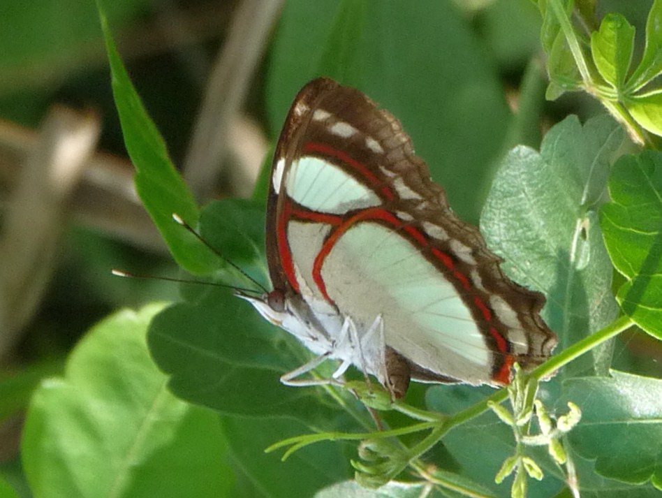 Nymphalid Butterfly