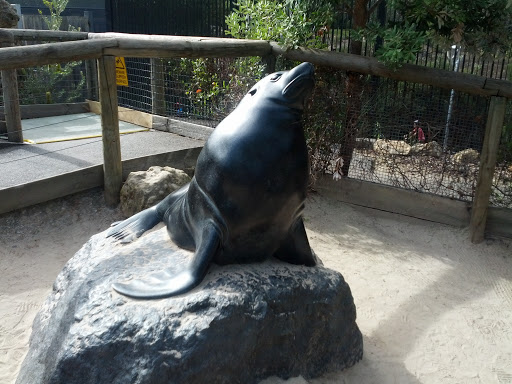 Adelaide Zoo: The Seal