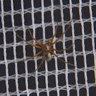 Metallic Crab Spider, male