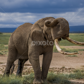 Elephant by Lourens Lee Wildlife Photography - Animals Other