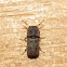 Horned powder-post beetle