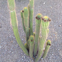 Organ Pipe Cactus