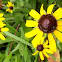 Black-eyed Susan