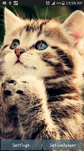 How to mod Innocent Cat Live Wallpaper 1.0 unlimited apk for bluestacks