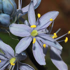 Wild Hyacinth