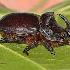 European Rhinoceros Beetle