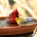 Northern Cardinal and Pine Warbler
