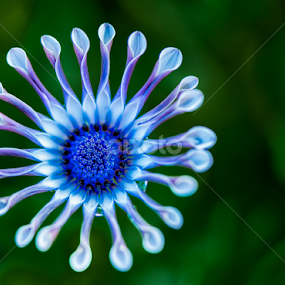 African Painted Daisy by Lynn Wiezycki - Flowers Single Flower