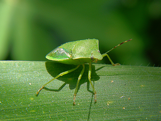 southern green stink bug