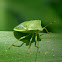 southern green stink bug
