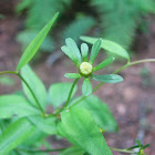 Whorled coreopsis