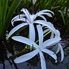 American Crinum Lily