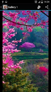 Download Cherry Blossom APK for Android