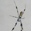 Golden silk orb-weaver