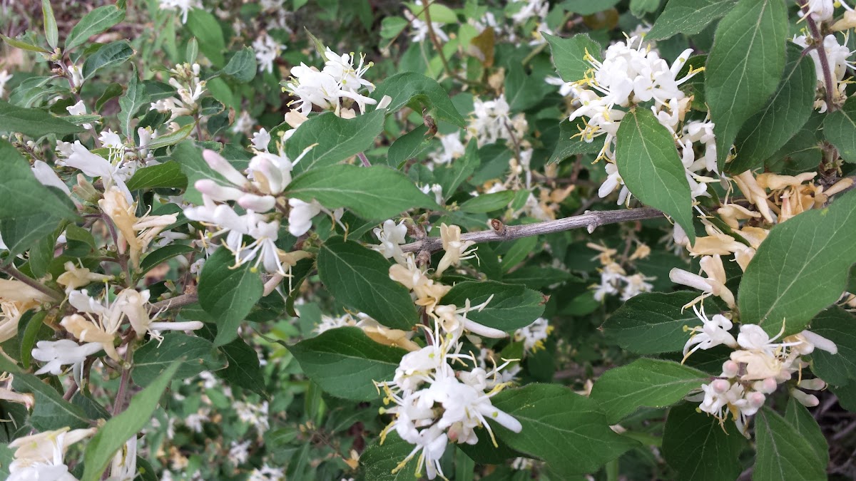 White honeysuckle bush